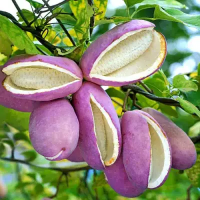 Акебия ПЯТЁРНАЯ  в Осиповичах