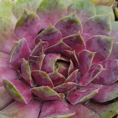 Молодило УФО в Осиповичах