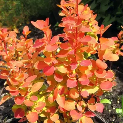 Барбарис ОРАНЖ ФАЙЕР тунберга в Осиповичах