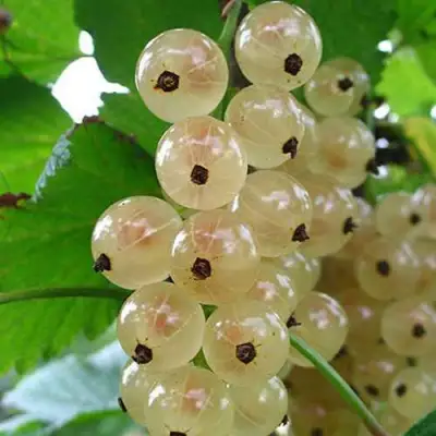 Смородина белая ЮТЕРБОРГСКАЯ в Осиповичах