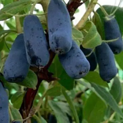 Жимолость съедобная ВОЛХОВА в Осиповичах