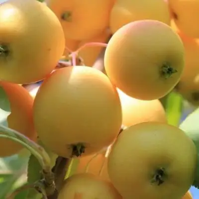 Яблоня УРАЛЬСКОЕ НАЛИВНОЕ в Осиповичах