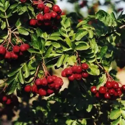 Рябина РУБИНОВАЯ сладкоплодная в Осиповичах