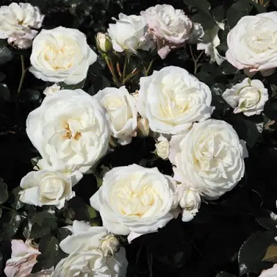 Роза АЛАБАСТЕР флорибунда в Осиповичах