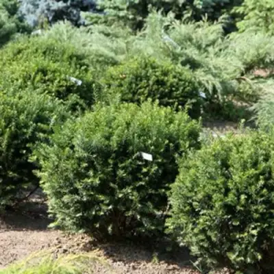 Тис НАНА остроконечный  в Осиповичах