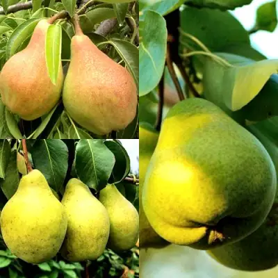 Комплект НАСТОЯЩИЙ ВОСТОРГ в Осиповичах