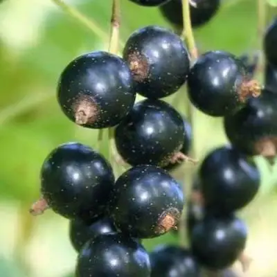 Смородина черная СТРЕЛЕЦ в Осиповичах