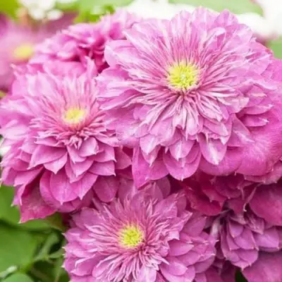 Клематис КАЙЗЕР в Осиповичах