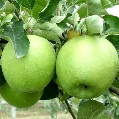 Яблоня РЕНЕТ СИМИРЕНКО в Осиповичах