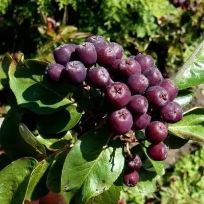 Рябина ЛИКЁРНАЯ сладкоплодная в Осиповичах