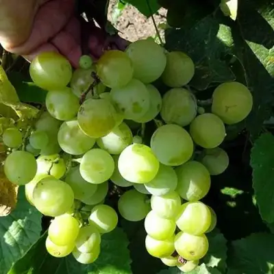 Виноград БАРС в Осиповичах