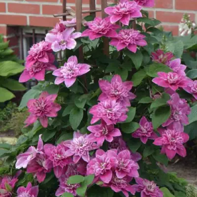 Клематис МАЙ ДАРЛИНГ  в Осиповичах