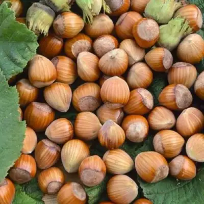 Фундук ТОНДА РОМАНА в Осиповичах