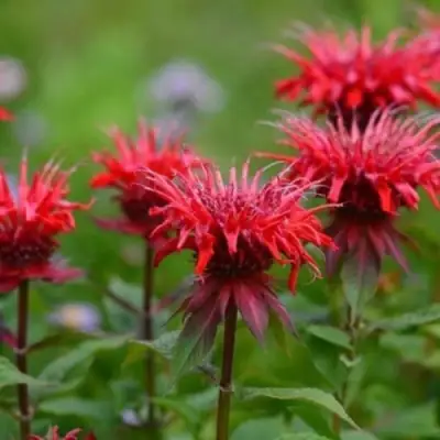 Монарда ПАНОРАМА РЕД в Осиповичах