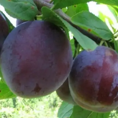 Слива СТАРТОВАЯ в Осиповичах