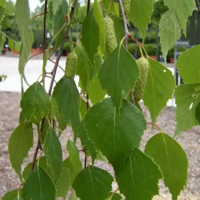 Береза ФАСЦИНЕЙШЕН белая  в Осиповичах