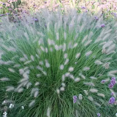 Пеннисетум ХАМЕЛН в Осиповичах