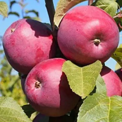 Яблоня ЗОРКА в Осиповичах