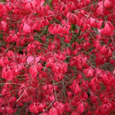 Бересклет КОМПАКТУС  в Осиповичах