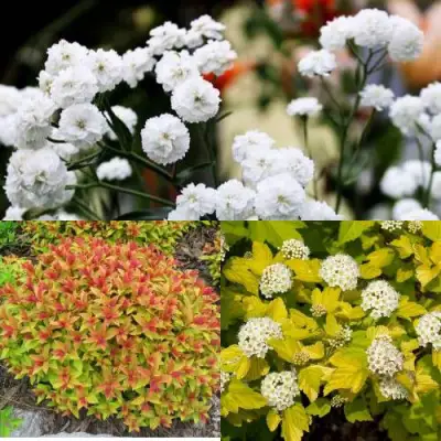 Комплект СОЛНЕЧНЫЙ МИКС в Осиповичах