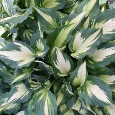 Хоста КРИСМАС КЭНДИ гибридная в Осиповичах