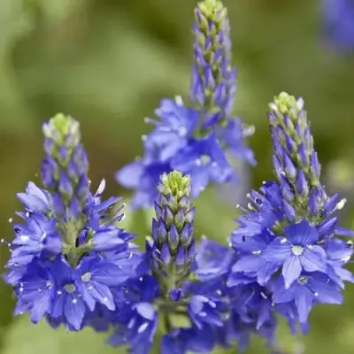 Вероника австрийская в Осиповичах