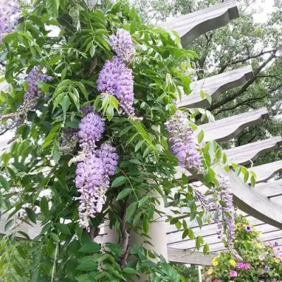 Глициния макростахия БЛЮ МУН в Осиповичах