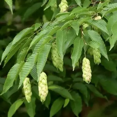 Граб японский в Осиповичах