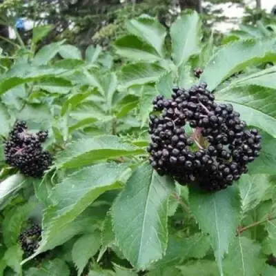 Бузина черная КЛАДЗЕЗЬ в Осиповичах