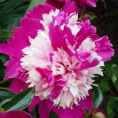 Пион КАПЛЯ РОСЫ травянистый в Осиповичах