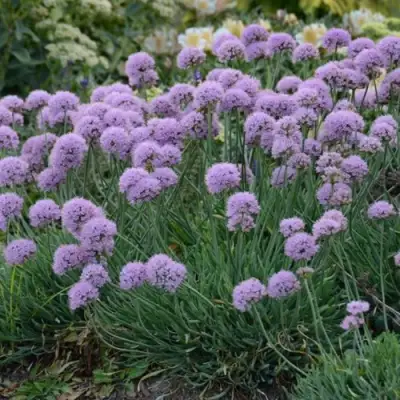 Лук ЛИЗА БЛЮ стареющий в Осиповичах