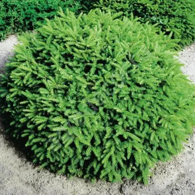 Ель НИДИФОРМИС обыкновенная в Осиповичах