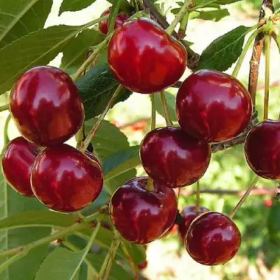 Черешня СЮБАРОВСКАЯ в Осиповичах