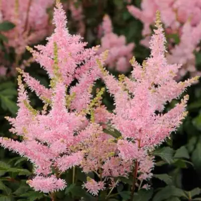 Астильба ЮНИК САЛМОН гибридная в Осиповичах