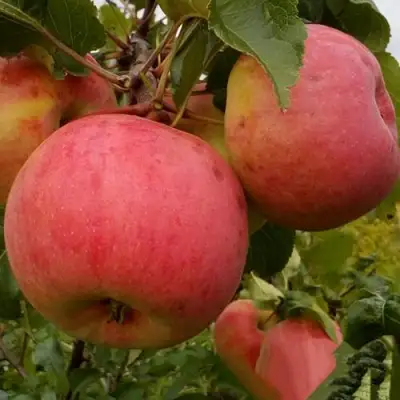 Яблоня БОЛОТОВСКОЕ в Осиповичах