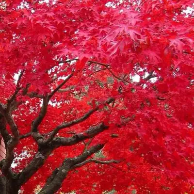 Клен гиннала  в Осиповичах