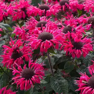 Монарда БИ МЭРИ гибридная в Осиповичах