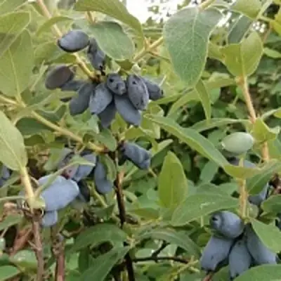 Жимолость съедобная НИМФА (ГАММА) в Осиповичах