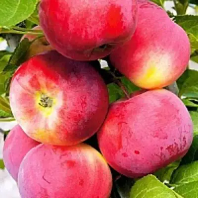 Яблоня СЕРЕБРЯНОЕ КОПЫТЦЕ в Осиповичах