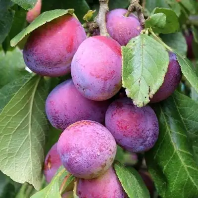 Слива БЛЮ СВИТ колонновидная в Осиповичах