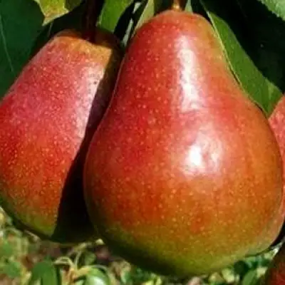 Груша ГЕРА в Осиповичах