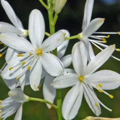 Венечник ветвистый в Осиповичах