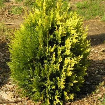 Туя КОППЕР ГОЛД западная в Осиповичах