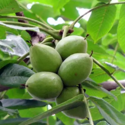 Орех маньчжурский МИЧУРИНЕЦ в Осиповичах