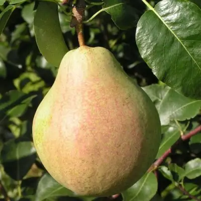 Груша ЛИРА в Осиповичах