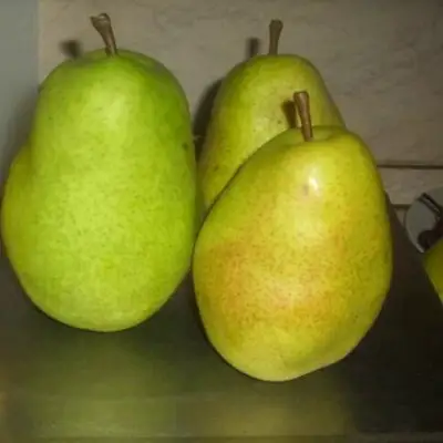 Груша БЕРЕ ЛЮКА в Осиповичах