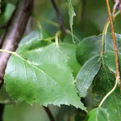 Береза ПОВИСЛАЯ в Осиповичах