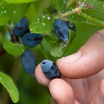 Жимолость съедобная АМФОРА в Осиповичах