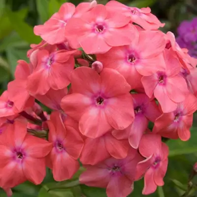 саженцы флокса