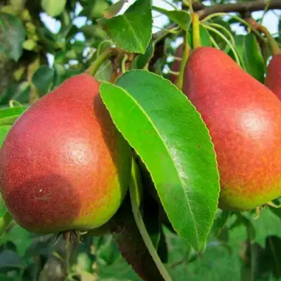 Груша ГЕРА в Осиповичах